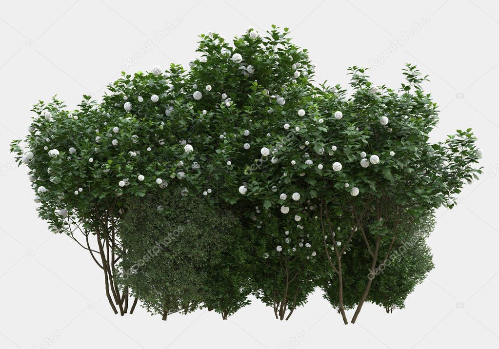 Wild bush with flowers isolated on grey background. 3d rendering - illustration