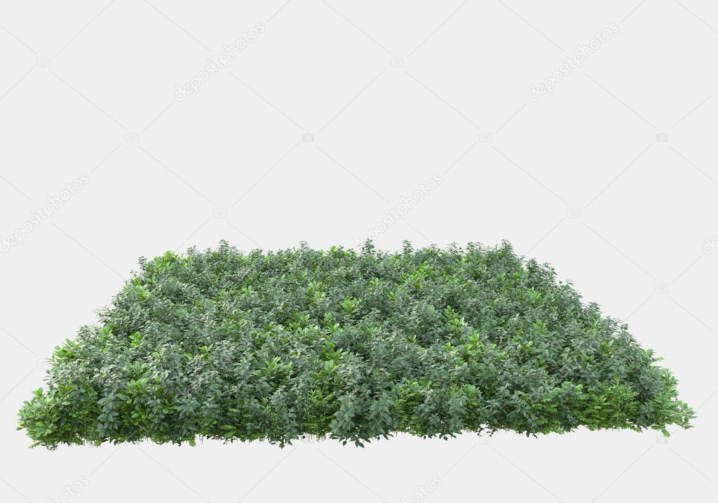 Wild bush with flowers isolated on grey background. 3d rendering - illustration