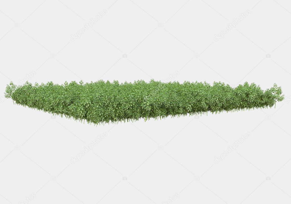 Decorative park and garden plants isolated on grey background. 3d rendering - illustration