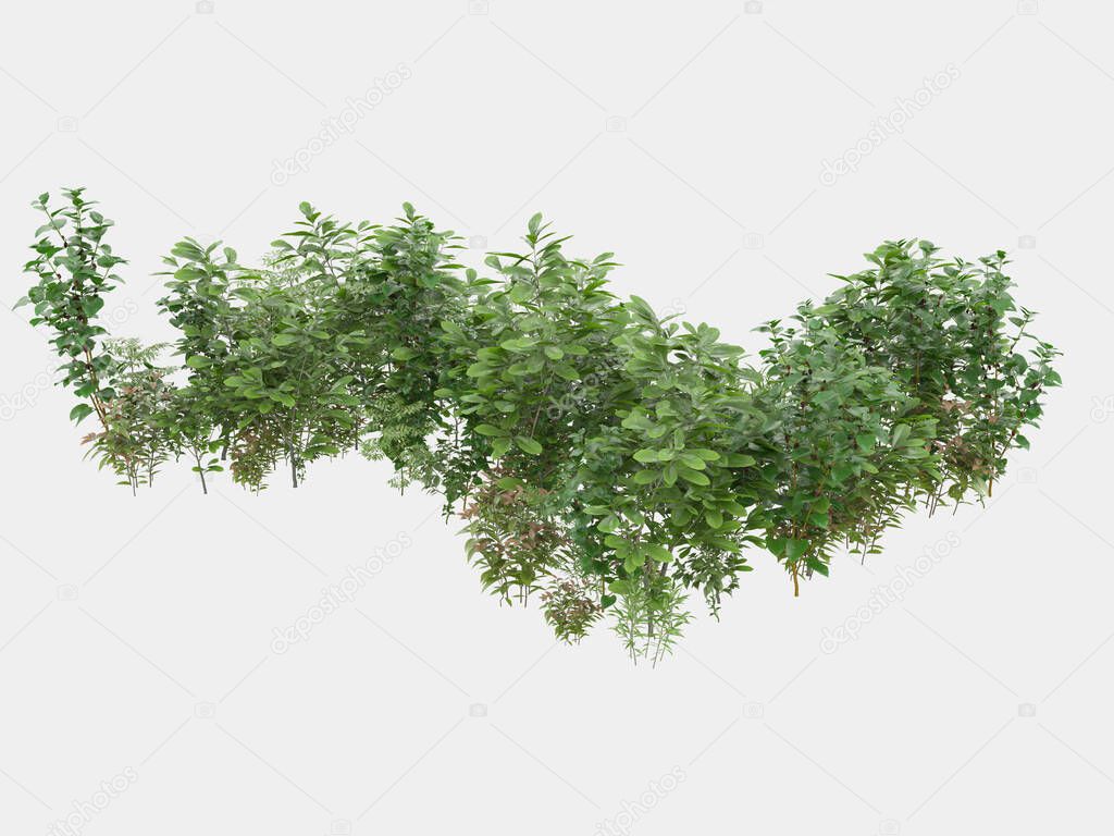 Decorative park and garden plants isolated on grey background. 3d rendering - illustration