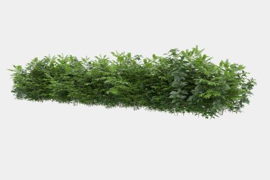 Afişler için siyah ve beyaz arka planda izole edilmiş yabani otlar. 3d görüntüleme - illüstrasyon