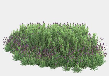 Afişler için siyah ve beyaz arka planda izole edilmiş yabani otlar. 3d görüntüleme - illüstrasyon