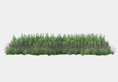 Afişler için siyah ve beyaz arka planda izole edilmiş yabani otlar. 3d görüntüleme - illüstrasyon