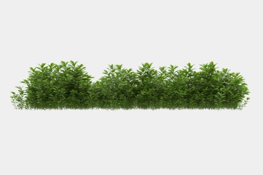 Afişler için siyah ve beyaz arka planda izole edilmiş yabani otlar. 3d görüntüleme - illüstrasyon