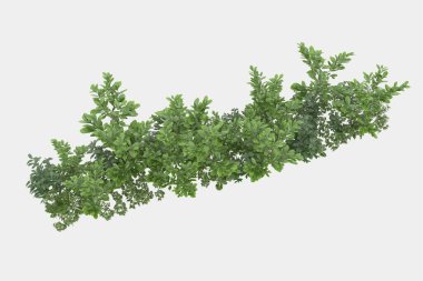 Afişler için siyah ve beyaz arka planda izole edilmiş yabani otlar. 3d görüntüleme - illüstrasyon