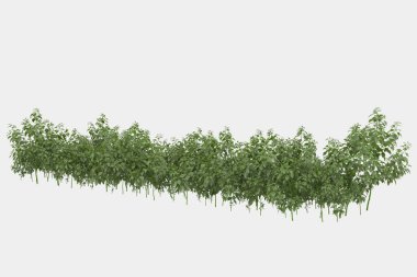Afişler için siyah ve beyaz arka planda izole edilmiş yabani otlar. 3d görüntüleme - illüstrasyon