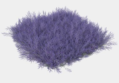 Afişler için siyah ve beyaz arka planda izole edilmiş yabani otlar. 3d görüntüleme - illüstrasyon