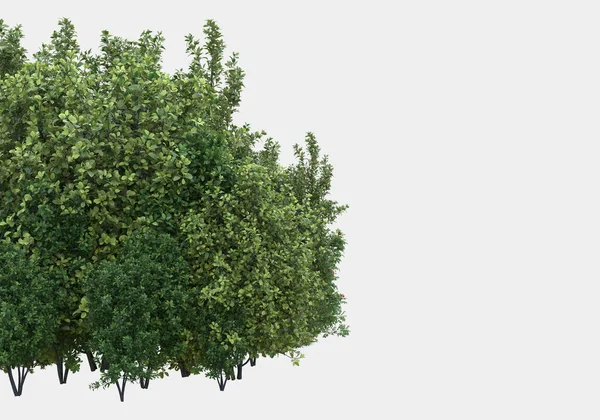 用白色和黑色背景隔开的野草做横幅 3D渲染 — 图库照片