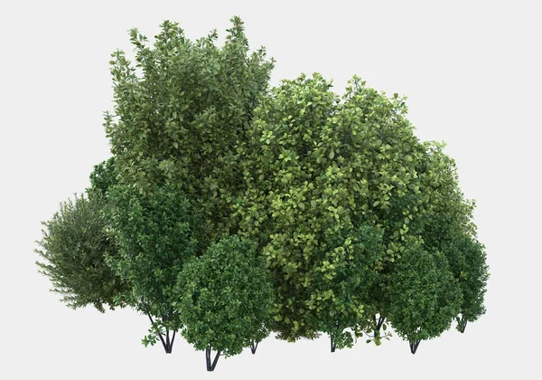 Afişler için siyah ve beyaz arka planda izole edilmiş yabani otlar. 3d görüntüleme - illüstrasyon