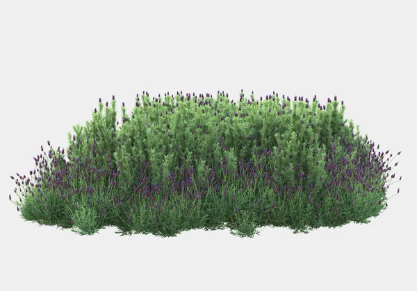 Afişler için siyah ve beyaz arka planda izole edilmiş yabani otlar. 3d görüntüleme - illüstrasyon