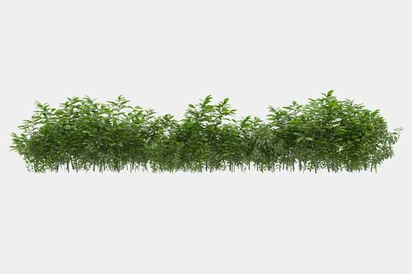 Afişler için siyah ve beyaz arka planda izole edilmiş yabani otlar. 3d görüntüleme - illüstrasyon