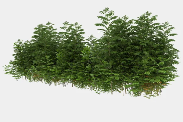 Afişler için siyah ve beyaz arka planda izole edilmiş yabani otlar. 3d görüntüleme - illüstrasyon