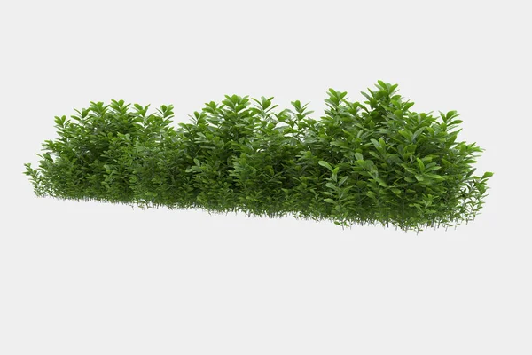 Afişler için siyah ve beyaz arka planda izole edilmiş yabani otlar. 3d görüntüleme - illüstrasyon