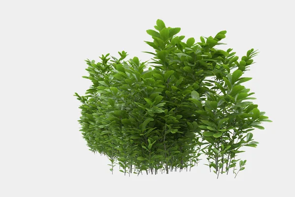 Afişler için siyah ve beyaz arka planda izole edilmiş yabani otlar. 3d görüntüleme - illüstrasyon