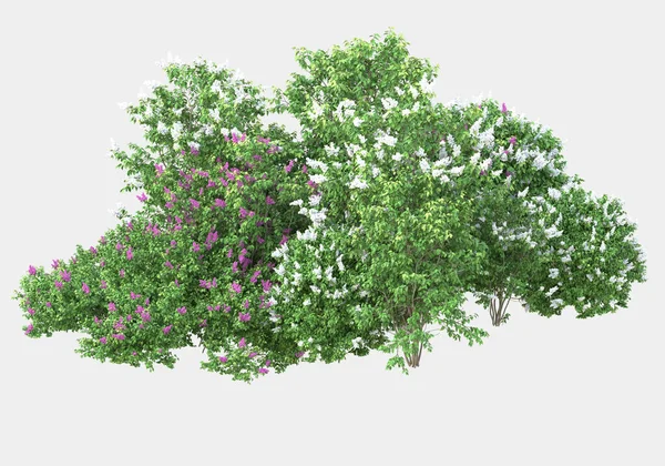Afişler için siyah ve beyaz arka planda izole edilmiş yabani otlar. 3d görüntüleme - illüstrasyon