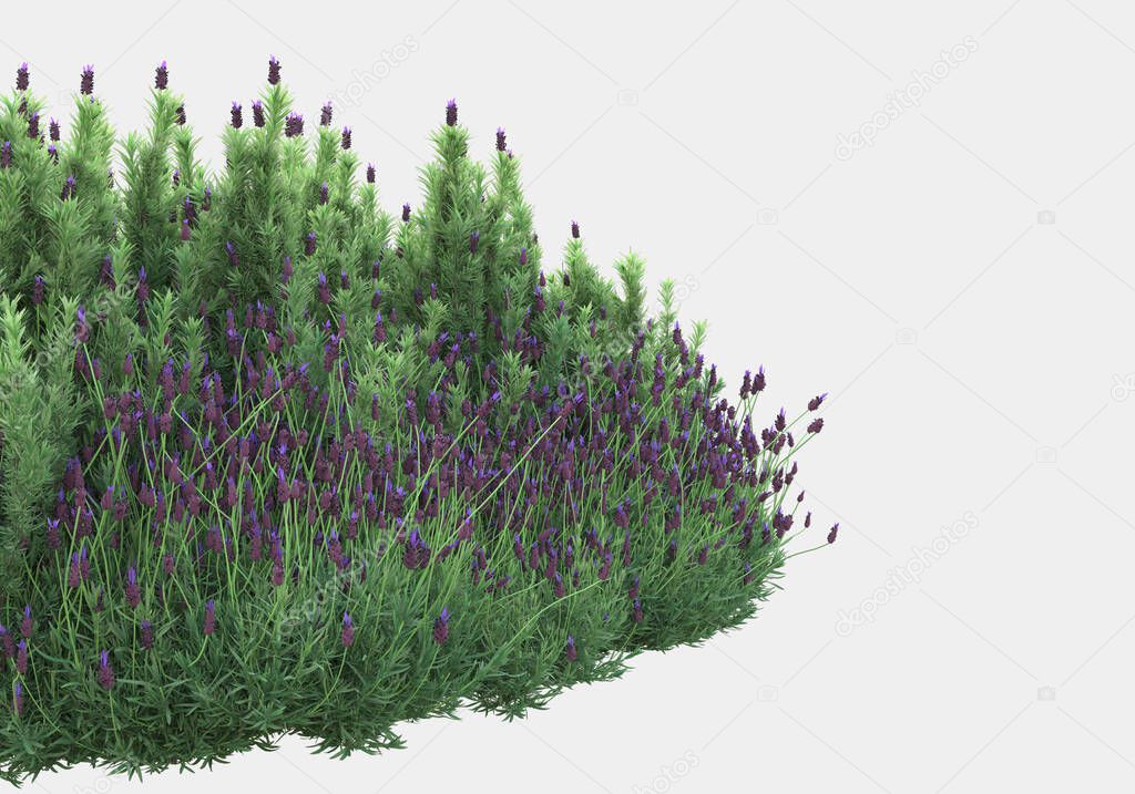 Wild grass isolated on white and black background for banners. 3d rendering - illustration