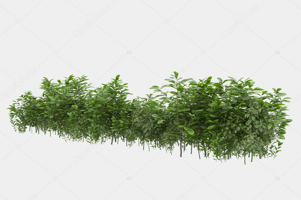 Wild grass isolated on white and black background for banners. 3d rendering - illustration