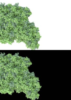 Afişler için beyaz ve siyah arkaplanda yeşil yapraklar ve çiçekler var. 3d görüntüleme - illüstrasyon