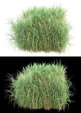 Afişler için beyaz ve siyah arkaplanda yeşil yapraklar ve çiçekler var. 3d görüntüleme - illüstrasyon