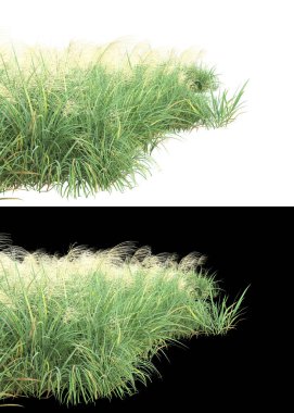 Afişler için beyaz ve siyah arkaplanda yeşil yapraklar ve çiçekler var. 3d görüntüleme - illüstrasyon