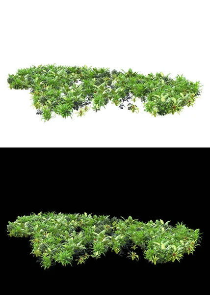 带有绿色叶子和花朵的叶子 在白色和黑色背景上隔离成横幅 3D渲染 — 图库照片