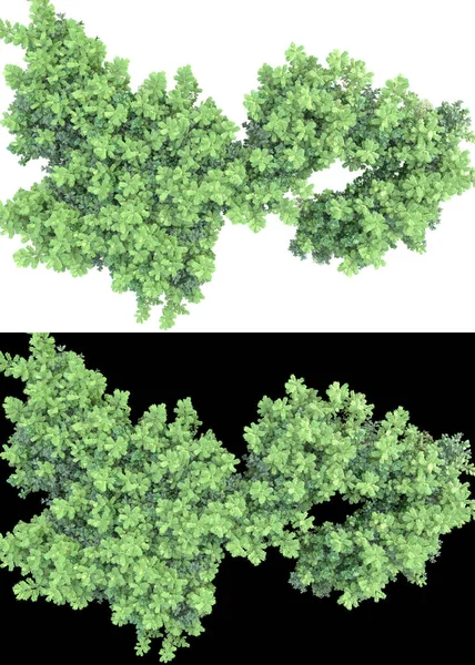 葉は緑色で 花は白と黒の背景にバナー用に孤立しています 3Dレンダリング イラスト — ストック写真