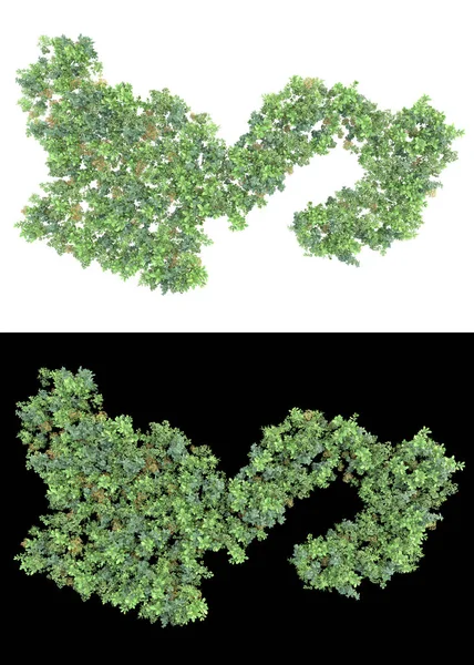 Blad Med Gröna Blad Och Blommor Isolerade Vit Och Svart — Stockfoto