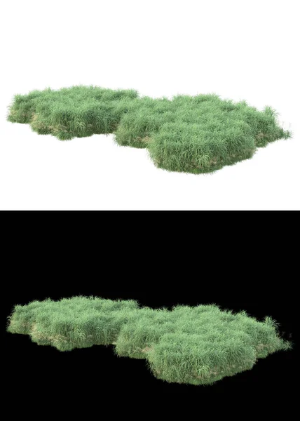 带有绿色叶子和花朵的叶子 在白色和黑色背景上隔离成横幅 3D渲染 — 图库照片