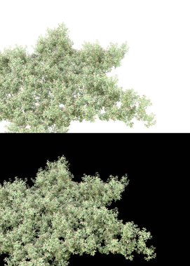 Afişler için beyaz ve siyah arkaplanda yeşil yapraklar ve çiçekler var. 3d görüntüleme - illüstrasyon