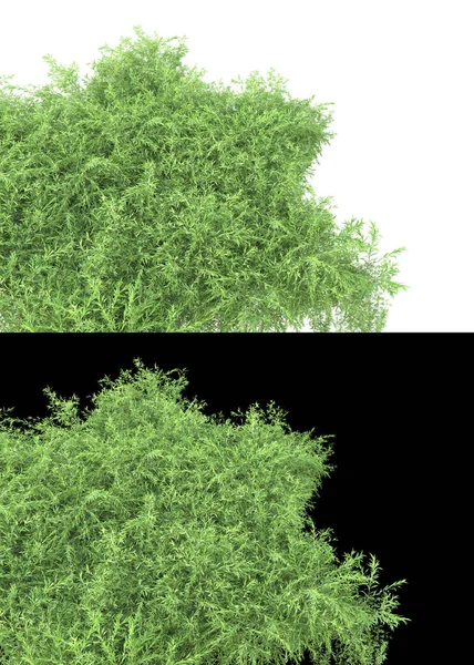 葉は緑色で 花は白と黒の背景にバナー用に孤立しています 3Dレンダリング イラスト — ストック写真