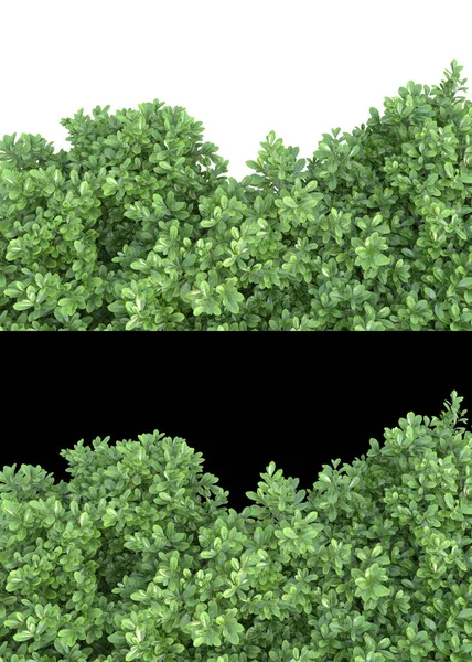 一片片草地 花朵在白色和黑色的背景上隔离开来 作为横幅 3D渲染 — 图库照片