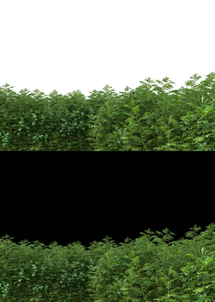 Grasveld Met Bloemen Geïsoleerd Witte Zwarte Achtergrond Voor Spandoeken Weergave — Stockfoto