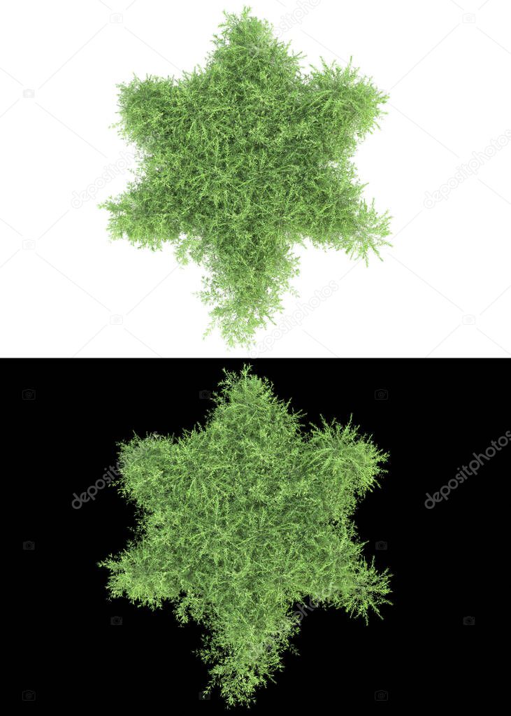 Foliage with green leaves and flowers isolated on white and black background for banners. 3d rendering - illustration