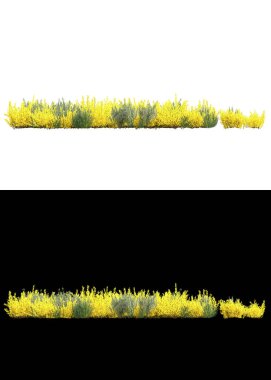 Afişler için beyaz ve siyah arkaplandaki çiçekli çim tarlaları. 3d görüntüleme - illüstrasyon