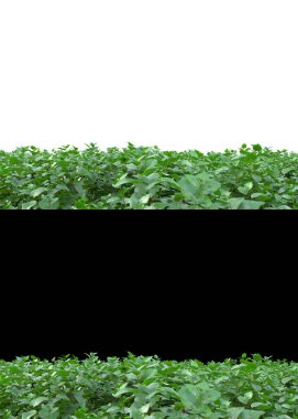 Dağ çim tarlası afişler için siyah ve beyaz arka planda izole edilmiş. 3d görüntüleme - illüstrasyon