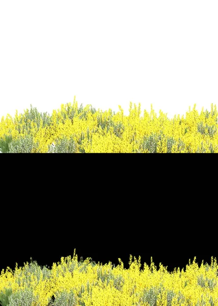 Field of grass with flowers isolated on white and black background for banners. 3d rendering - illustration