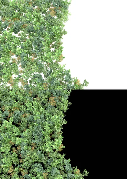 在白色和黑色背景上隔离的山地草场作为横幅 3D渲染 — 图库照片