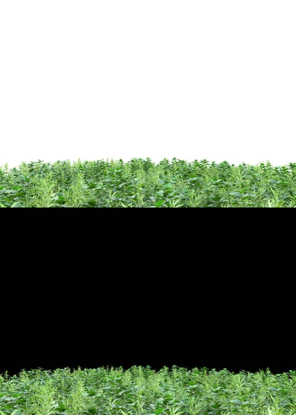 Горное Травяное Поле Изолировано Белом Черном Фоне Баннеров Рендеринг Иллюстрация — стоковое фото