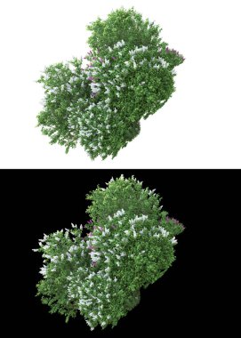 Dağ çim tarlası afişler için siyah ve beyaz arka planda izole edilmiş. 3d görüntüleme - illüstrasyon