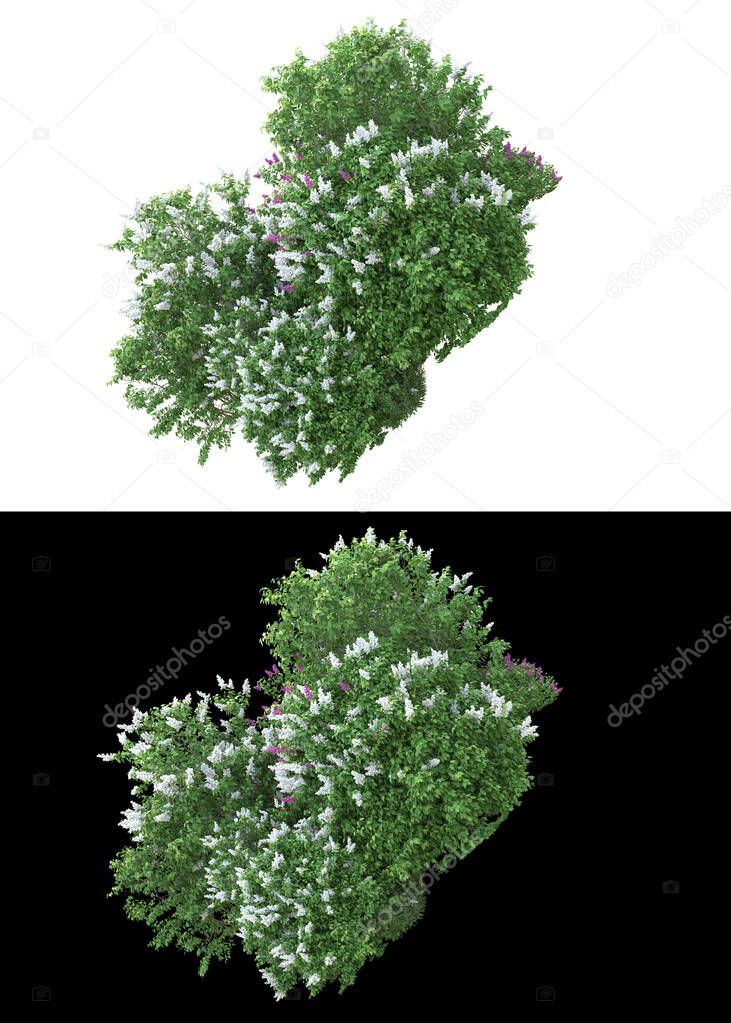 Mountain grass field isolated on white and black background for banners. 3d rendering - illustration