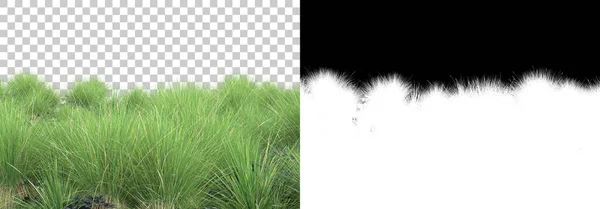 Pach Grass Isolated Background Mask Rendering Illustration — Stock Photo, Image