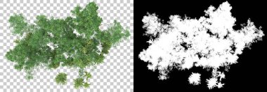 Orman bitkileri arka planda maskeyle izole edilmiş. 3d görüntüleme - illüstrasyon
