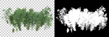 Orman bitkileri arka planda maskeyle izole edilmiş. 3d görüntüleme - illüstrasyon