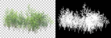Orman bitkileri arka planda maskeyle izole edilmiş. 3d görüntüleme - illüstrasyon