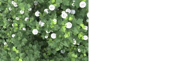 Frühlingspflanzen Isoliert Auf Dem Hintergrund Mit Maske Darstellung Illustration — Stockfoto