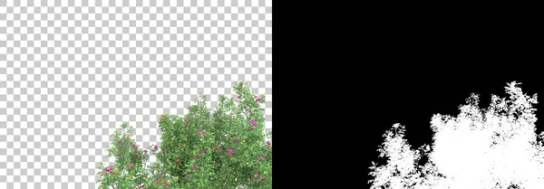 Весняні Рослини Ізольовані Фоні Маскою Візуалізація Ілюстрація — стокове фото