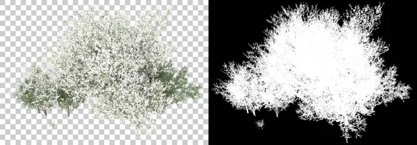 Plantas Primavera Isoladas Fundo Com Máscara Renderização Ilustração — Fotografia de Stock