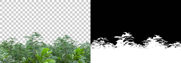Voorjaar Planten Geïsoleerd Achtergrond Met Masker Weergave Illustratie — Stockfoto