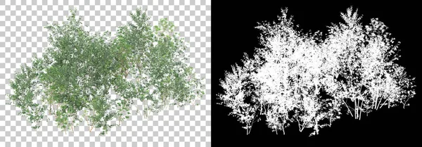 Plantas Primavera Isoladas Fundo Com Máscara Renderização Ilustração — Fotografia de Stock