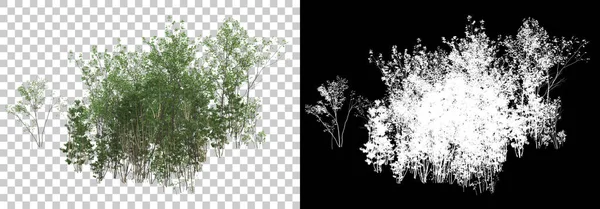 Piante Forestali Isolate Sfondo Con Maschera Rendering Illustrazione — Foto Stock